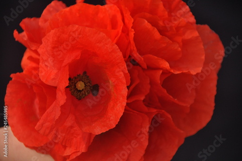 A bouquet of red poppies held in hands.