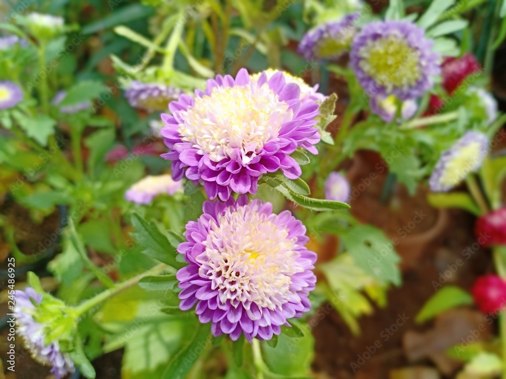 Flowers blooming when rain stop Flowers blooming when rain stop