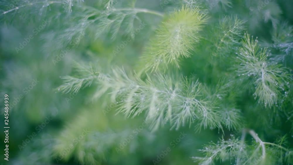 fresh dill in the rays of dawn with drops of dew fresh dill in the rays of dawn with drops of dew