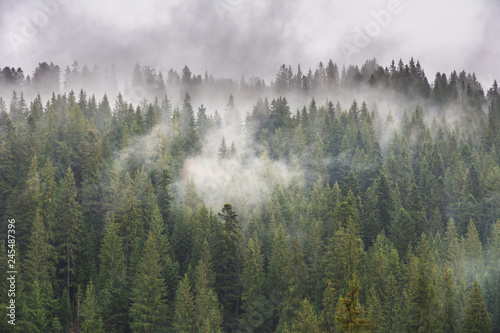 Carpathian spring forest with wrapped fog trees and fires.