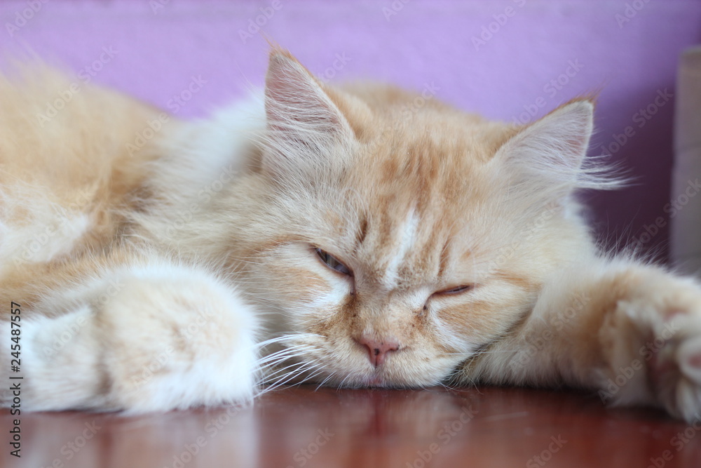 Obraz premium An orange Persian cat is sleeping on an old wooden table.