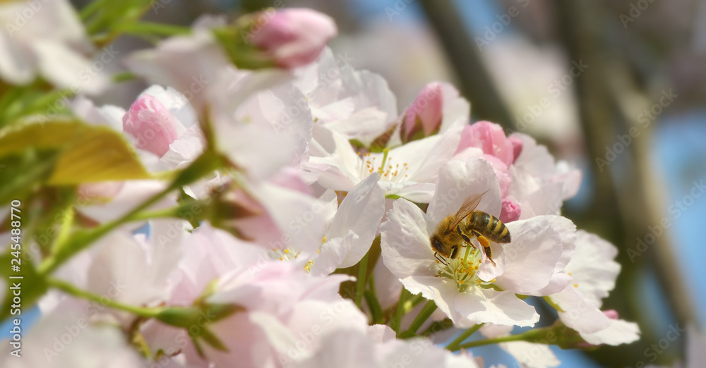 Banner mit Biene und Kirschblüten