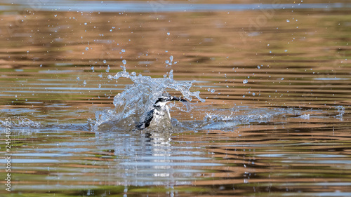 Isolated Pied kingfisher bird feeding in wildlife reserve- Israel