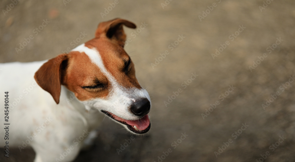 Jack Russel Terrier Smile