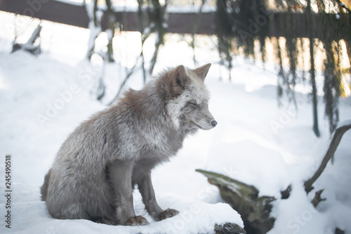 A beautiful pastel fox in the snow © sandradombrovsky