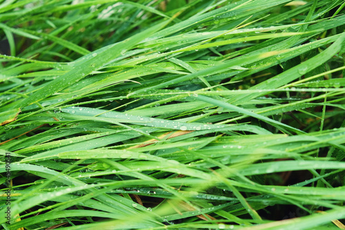 Green grass pattern background. Beautiful summer fresh texture