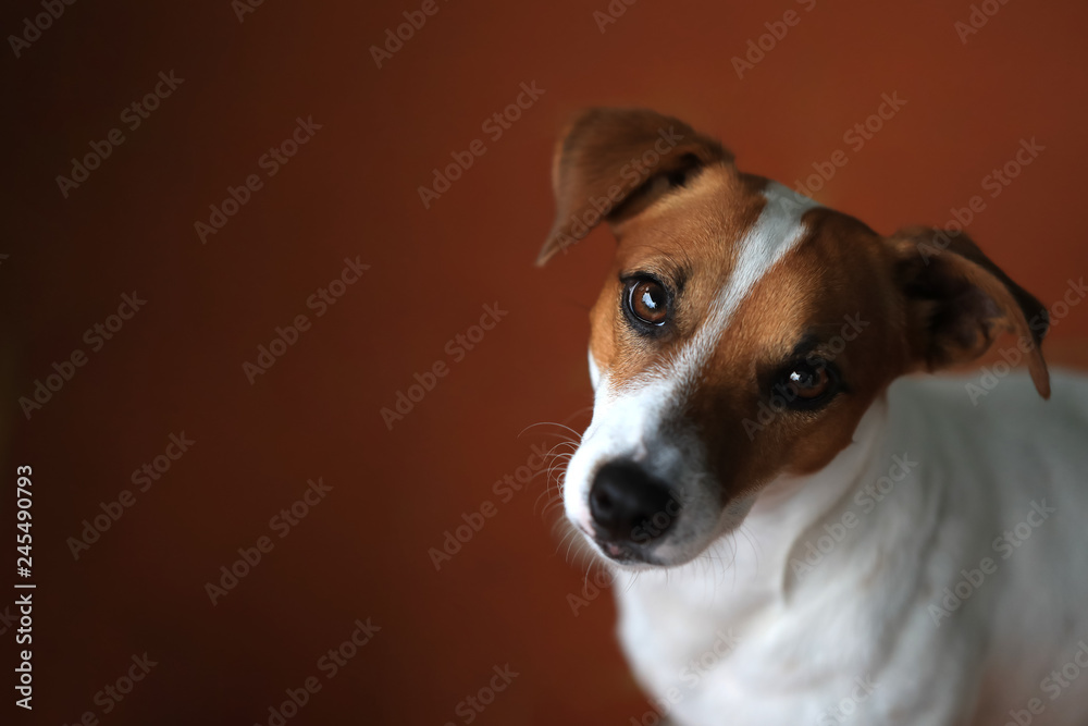 Jack Russel Terrier On The Red Background