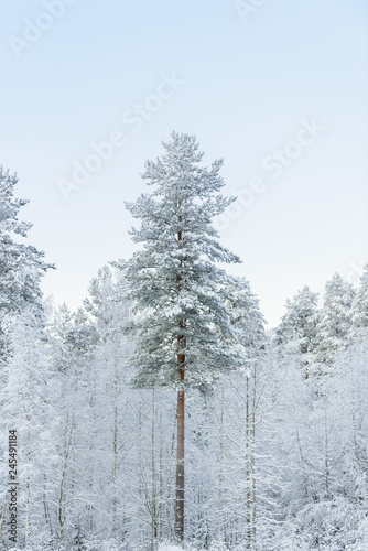Wallpaper Mural The forest has covered with heavy snow and clear blue sky in winter season at Lapland, Finland. Torontodigital.ca