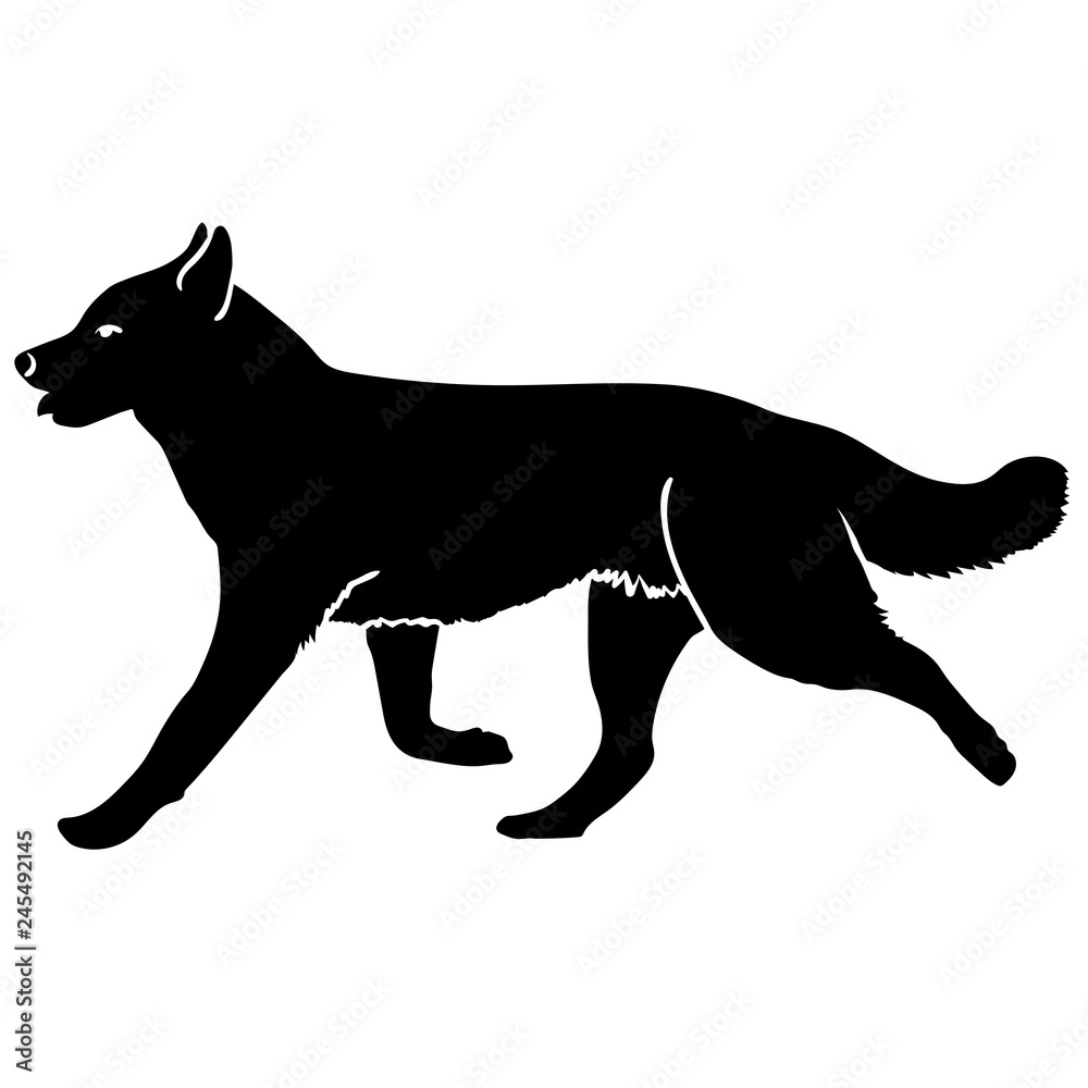 Husky dog is running. Silhouette