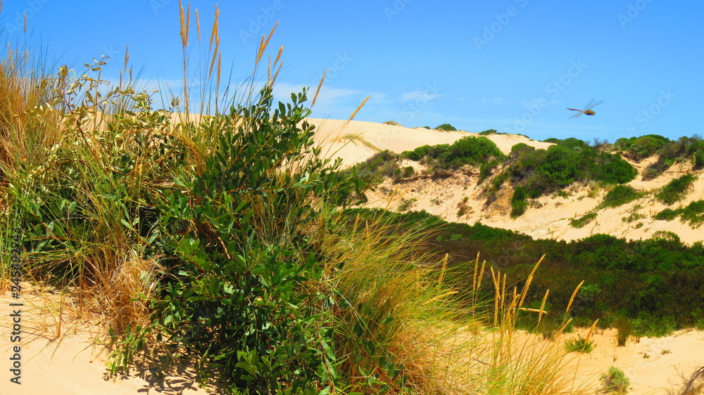 coorong national park, australia coorong national park, australia