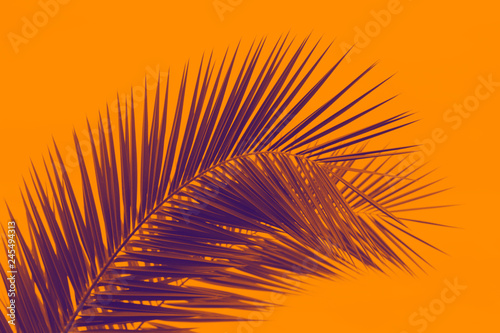 palm leaves in a duotone red-blue gradient. Summer background.