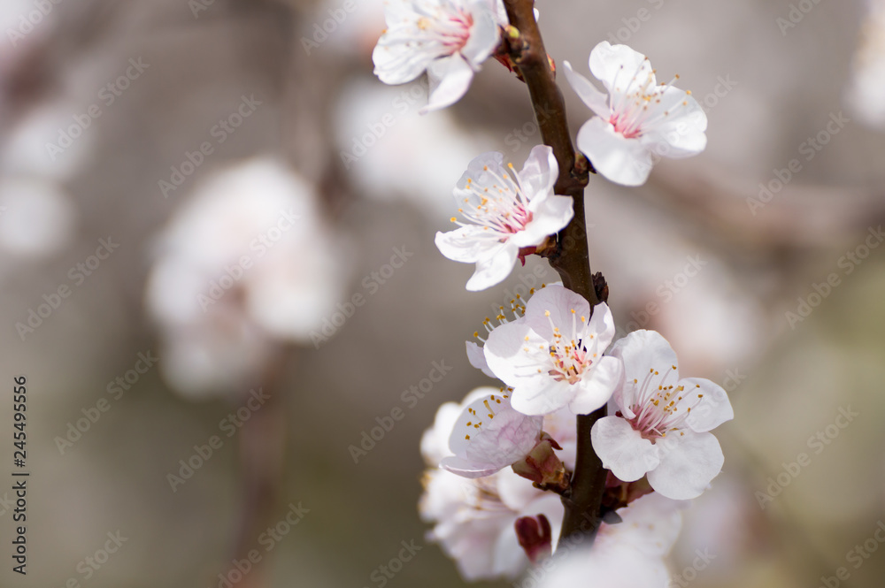 Beautiful white and pink apricot blossom tree in spring time. Close up view of fruit tree flowers. Floral bacground. Beautiful white and pink apricot blossom tree in spring time. Close up view of fruit tree flowers. Floral bacground.