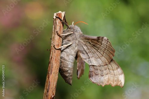 The side view of a beautiful Poplar Hawk-moth (Laothoe populi) perching on a plant stem. photo
