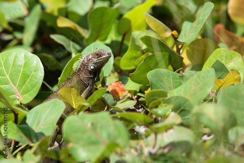 Parrot and lizard in the green thickets in Aruba © Andris