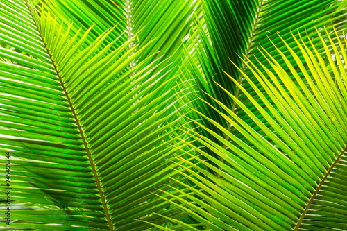 Green Palm Leaves Background at day