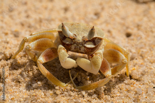 sea crab on a sandy seashore close-up