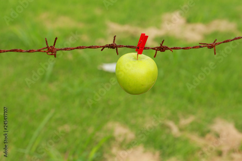 Green apple hanging on barbed wire