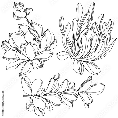 Vector Succulent floral botanical flower. Black and white engraved ink art. Isolated succulents illustration element.