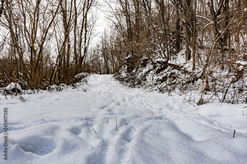 Low angle deer tracks in snow on path in the woods © jackienix