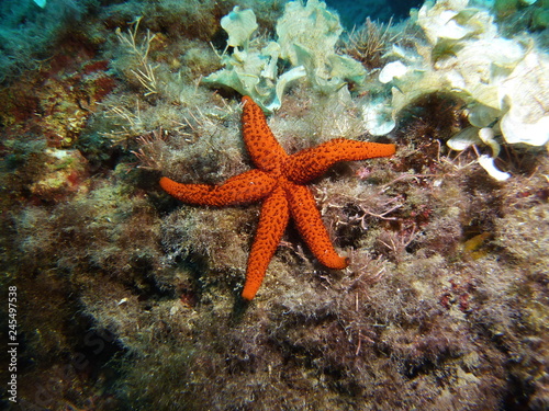 Red Starfish in the ocean © Sascha