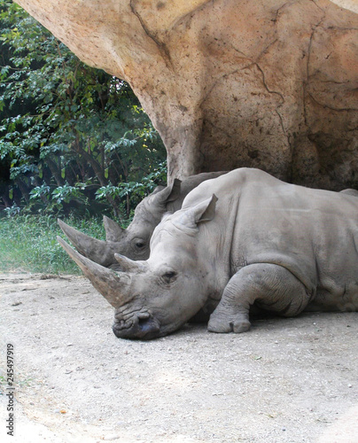 White rhinoceros or White Rhino