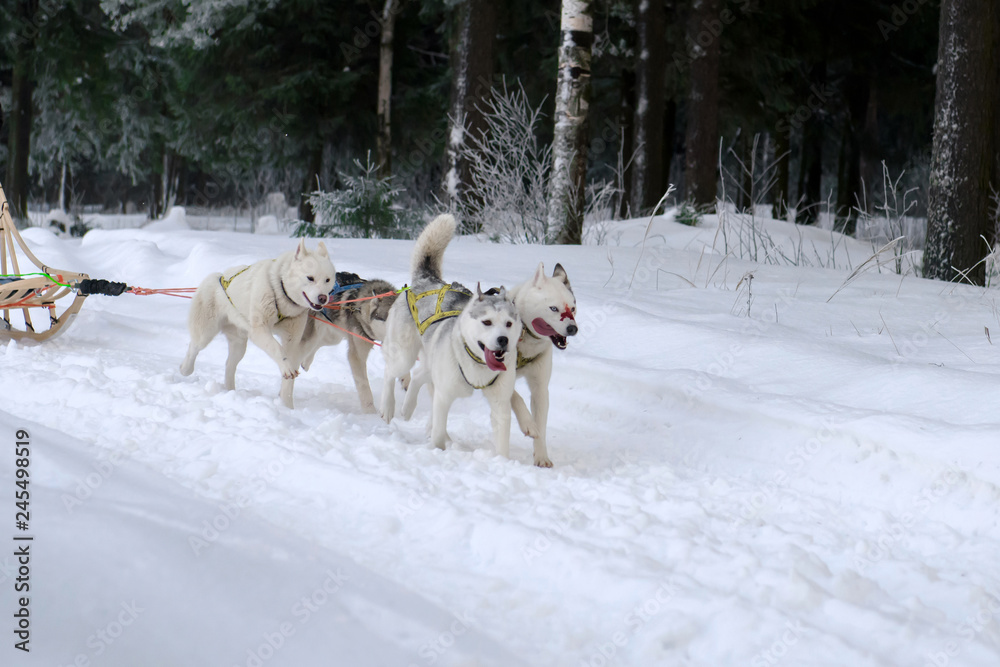 Husky sled driven sleigh. Northern dogs running through the snow in harness. Husky sled driven sleigh. Northern dogs running through the snow in harness.