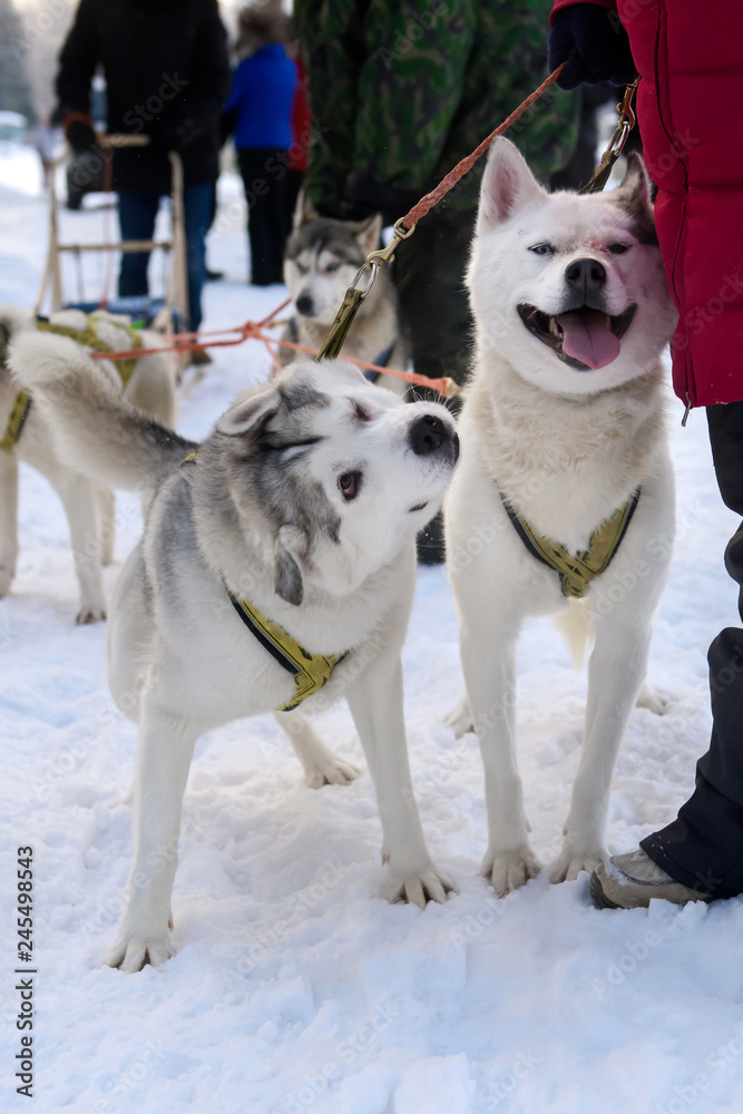 Husky sled in winter. Northern dogs in harness. Husky sled in winter. Northern dogs in harness.