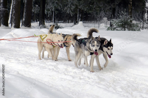 Husky sled driven sleigh. Northern dogs running through the snow in harness. 