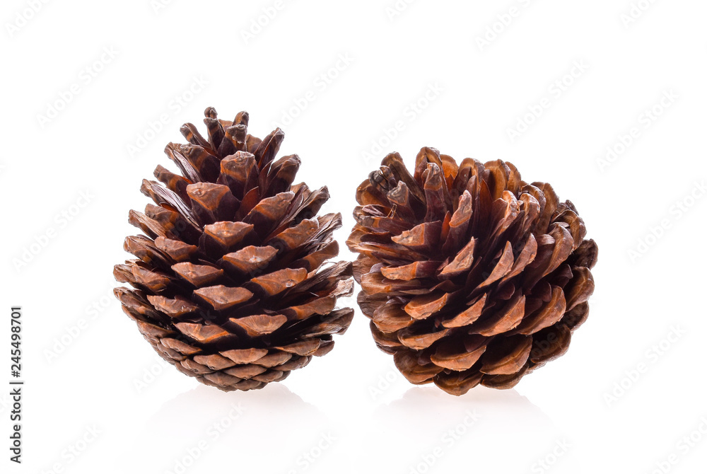Pinaceae on white background Pinaceae on white background