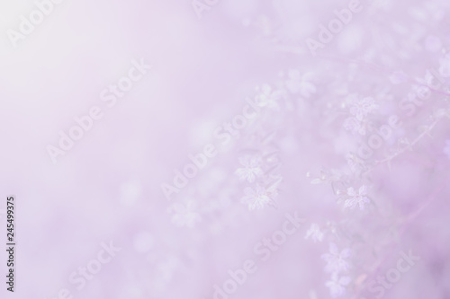 Flowers soft backgrounds