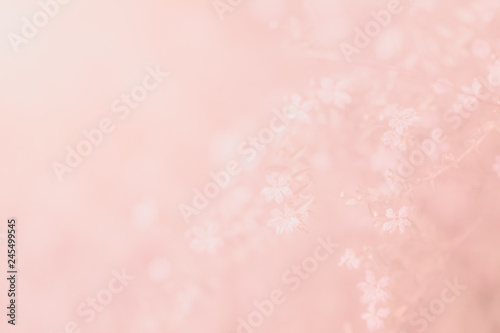 Flowers soft backgrounds