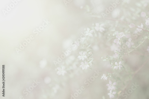 Flowers soft backgrounds