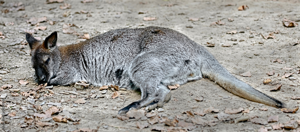 Bennett`s wallaby on the lawn. Latin name - Macropus rufogriseus