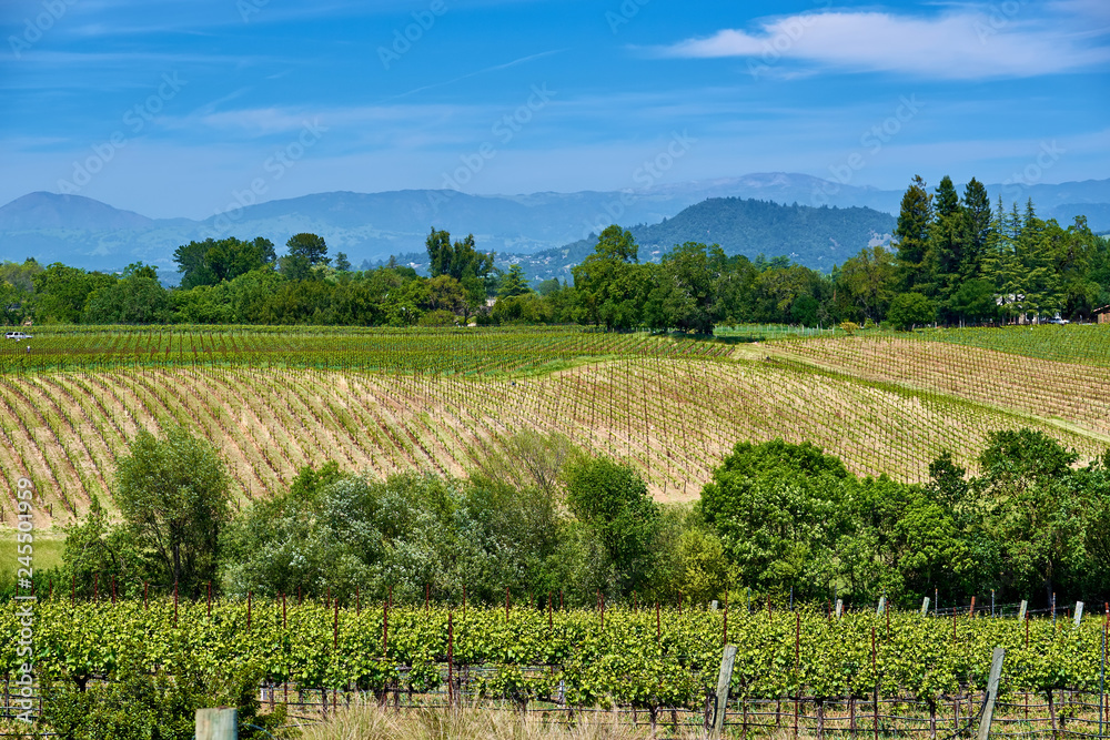 Fototapeta premium Vineyards in California, USA