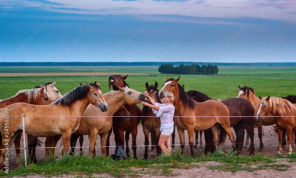 The girl feeds the horses on the field. The girl feeds the horses on the field.