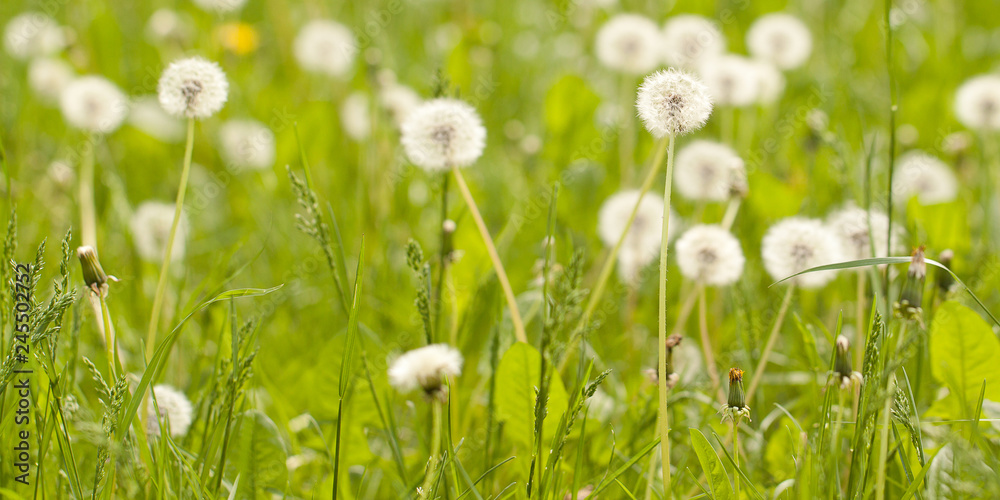 faded white fluffy dandelions in a summer green field or in a meadow
