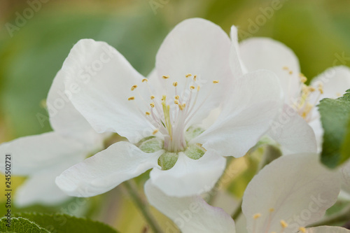 beautiful white tender flowers of apple tree on a branch © guppys