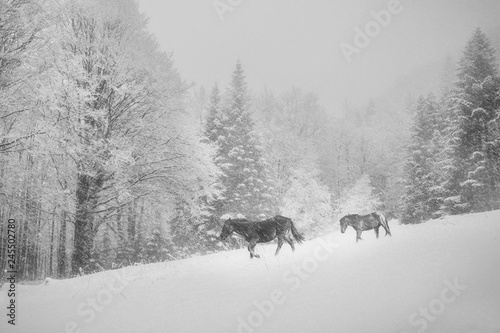winter in mountain, wild horses walking in snow storm