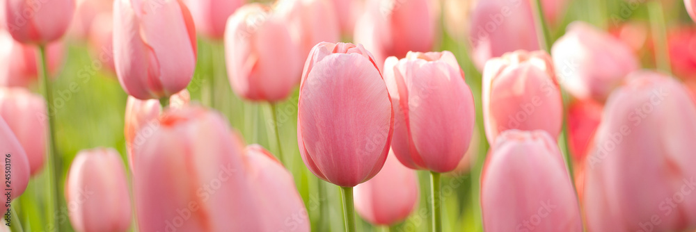beautiful tender pink tulips in a spring sunny field