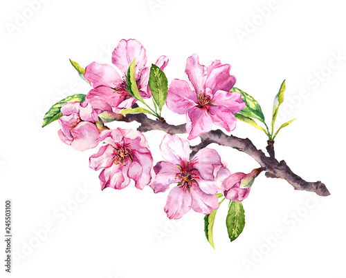 Flowering cherry tree. Pink apple flowers  sakura  almond flowers on blooming branch. Watercolor