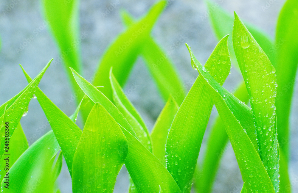 Obraz premium Water drops on young lily-of the-valley (Convallaria majalis) leaves. Selective focus and shallow depth of field.