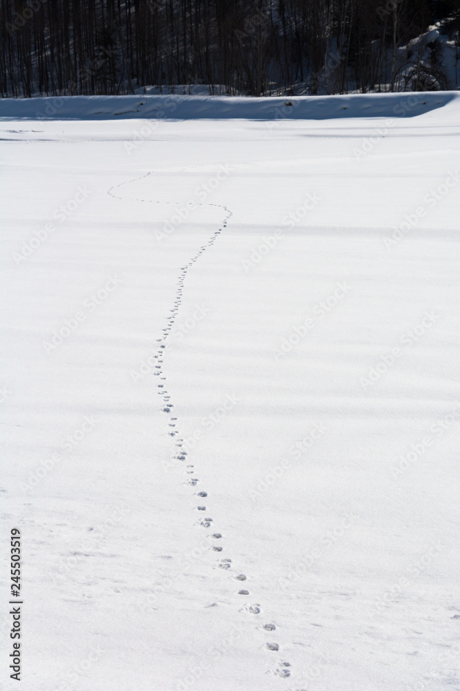 雪の上の野生動物の足跡 Stock 写真 Adobe Stock