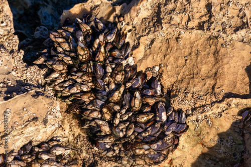 California mussels growing on the rocks, close-up image photo