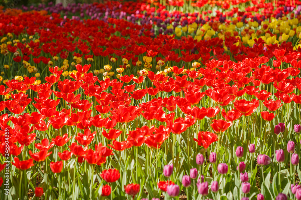 Field of tulips flowers.