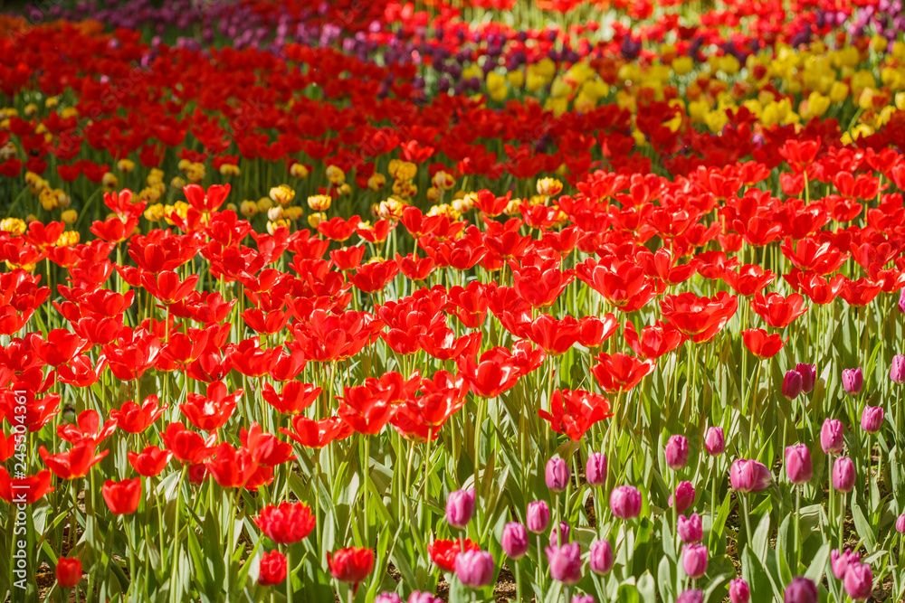 Field of tulips flowers.