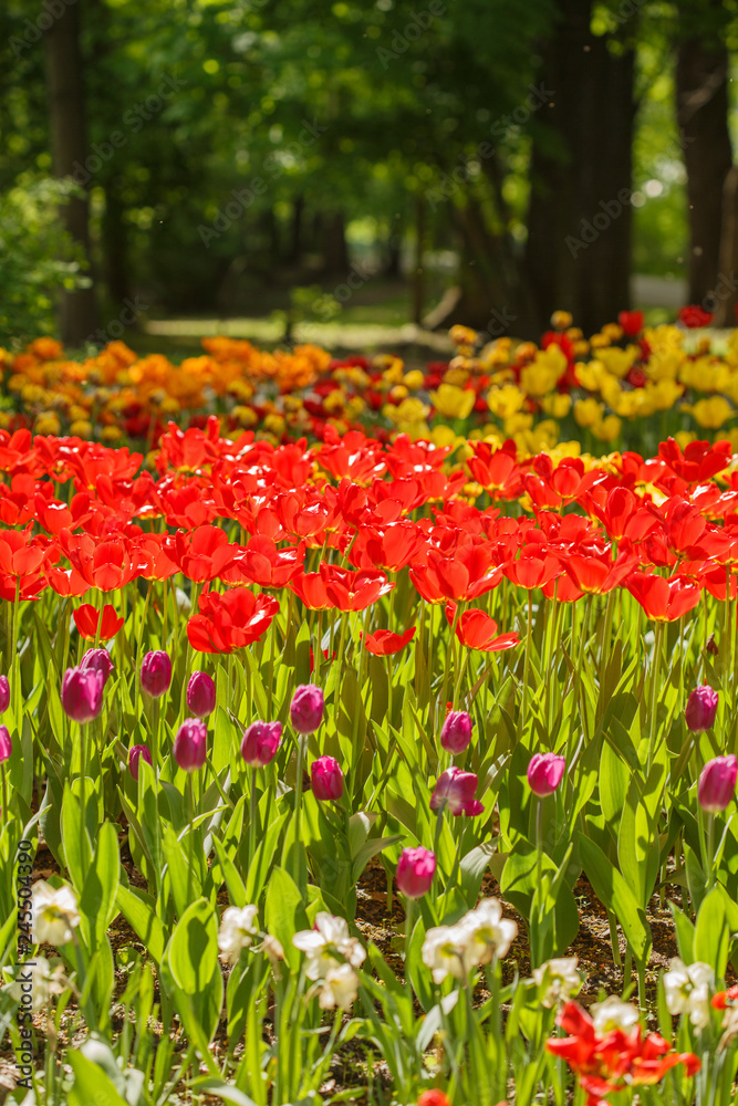 Field of tulips flowers.