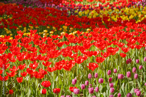 Field of tulips flowers. © Miramiska