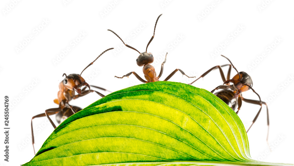Red wood ants (Formica rufa) close up macro photography Stock Photo