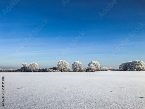 A small forest under the sky and foot step on the white shiny snow. animal tracks. A bush of trees cast big shadow on the snowy ground with light from the sun shining onto the earth. Beautiful nature