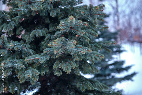 Blue spruce branches in winter on a cloudy day